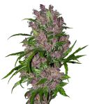 Purple Bud Auto Feminizowane Nasiona