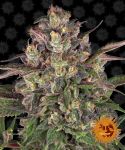 Peyote Critical Feminisiert Samen