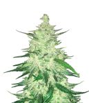 CBD 1:1 Auto Feminizowane Nasiona (formerly Crack CBD Auto)