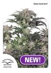 Bubba Island Kush Féminisée Graines