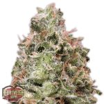 Waist Deep Auto Feminised Seeds