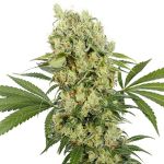 Medikit CBD Féminisée Graines