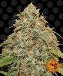 Lemon Potion CBD Auto Feminized Seeds