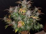 Cream Cookies Auto Feminisiert Samen