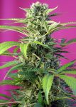 Chem Beyond Diesel CBD Féminisée Graines