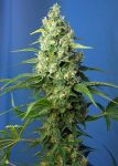 Honey Peach CBD Auto Feminisiert Samen