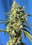 Sweet Amnesia Haze Feminisiert Samen