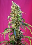 Black Jack CBD Feminisiert Samen
