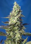Green Poison XL Auto Feminisiert Samen