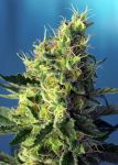 Sweet Pure CBD Feminisiert Samen