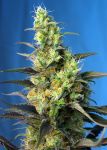 NYC Diesel CBD (formerly Ice Cool CBD) Feminisiert Samen