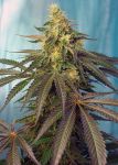 Cream Caramel CBD Féminisée Graines