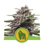 Royal Gorilla Auto Feminisiert Samen