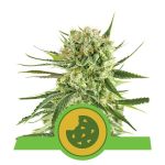 Royal Cookies Auto Feminizowane Nasiona