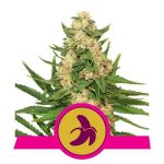 Fat Banana Feminizowane Nasiona