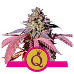 Purple Queen Feminizowane Nasiona
