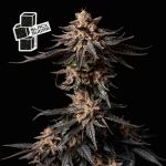 Black Sugar Feminisiert Saatgut