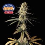 Cream & Cheese CBD 1:1 Feminisiert Saatgut