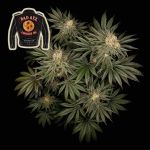 Badazz Cookies OG Feminisiert Saatgut