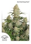 Critical Orange Punch Auto Féminisée Graines