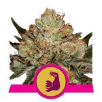 HulkBerry Feminisiert Samen