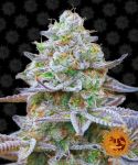 Gorilla Zkittlez Feminisiert Samen