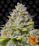 Blue Gelato 41 Feminized Seeds