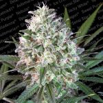 Space Cookies Feminised Seeds