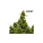 Medikit CBD Auto Féminisée Graines