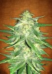 Lemon AK Auto Féminisée Graines
