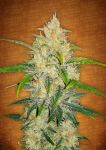 Zkittlez Auto Feminisiert Samen