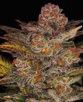 Blueberry Glue Auto (formerly Glueberry Auto) Feminisiert Samen