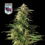 Alaskan Purple Auto Feminisiert Saatgut