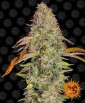 Zkittlez OG Auto Feminizowane Nasiona