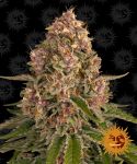 Pink Kush Feminisiert Samen