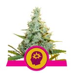 AMG (Amnesia Mac Ganja) Feminisiert Samen