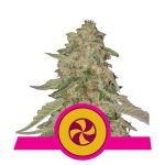 Sweet ZZ (formerly Sweet Zkittlez) Feminisiert Samen