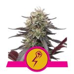 Green Crack Punch Féminisée Graines