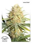 Lemon Kix Auto Feminizowane Nasiona
