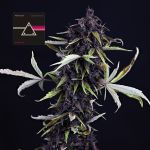 Pink Kush CBD 30:1 Auto Féminisée Semences