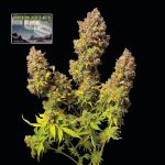 Northern Lights Auto Féminisée Semences