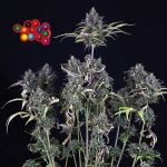 Zkittlez Auto Feminisiert Saatgut