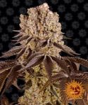 Purple Punch Feminisiert Samen