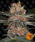 Purple Punch Auto Feminizowane Nasiona