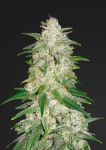 Gelato Auto Feminisiert Samen
