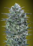 Critical Lemon Feminisiert Samen