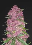 Purple Lemonade Auto Feminizowane Nasiona