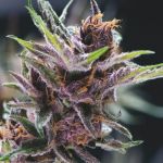 Black Cherry Punch Feminisiert Samen