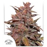 Blackberry Kush CBD Auto Féminisée Graines