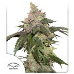 Kerosene Krash Feminised Seeds